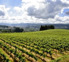 Vinho Verde