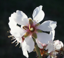 Almond Trees Festivities Mogadouro